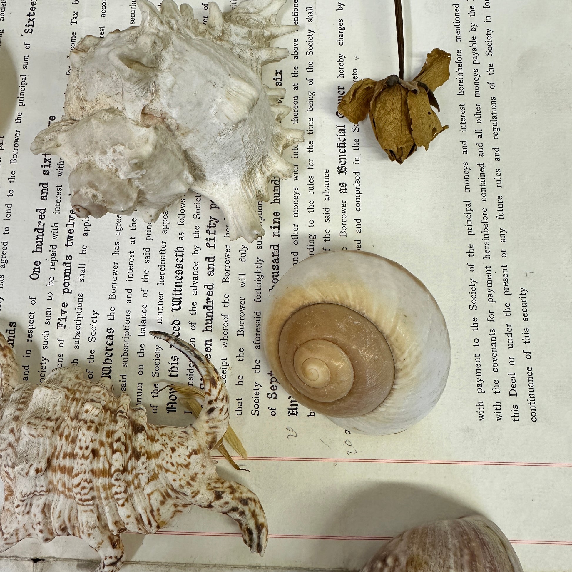 Collection Vintage Seashells B - The Blind Mole