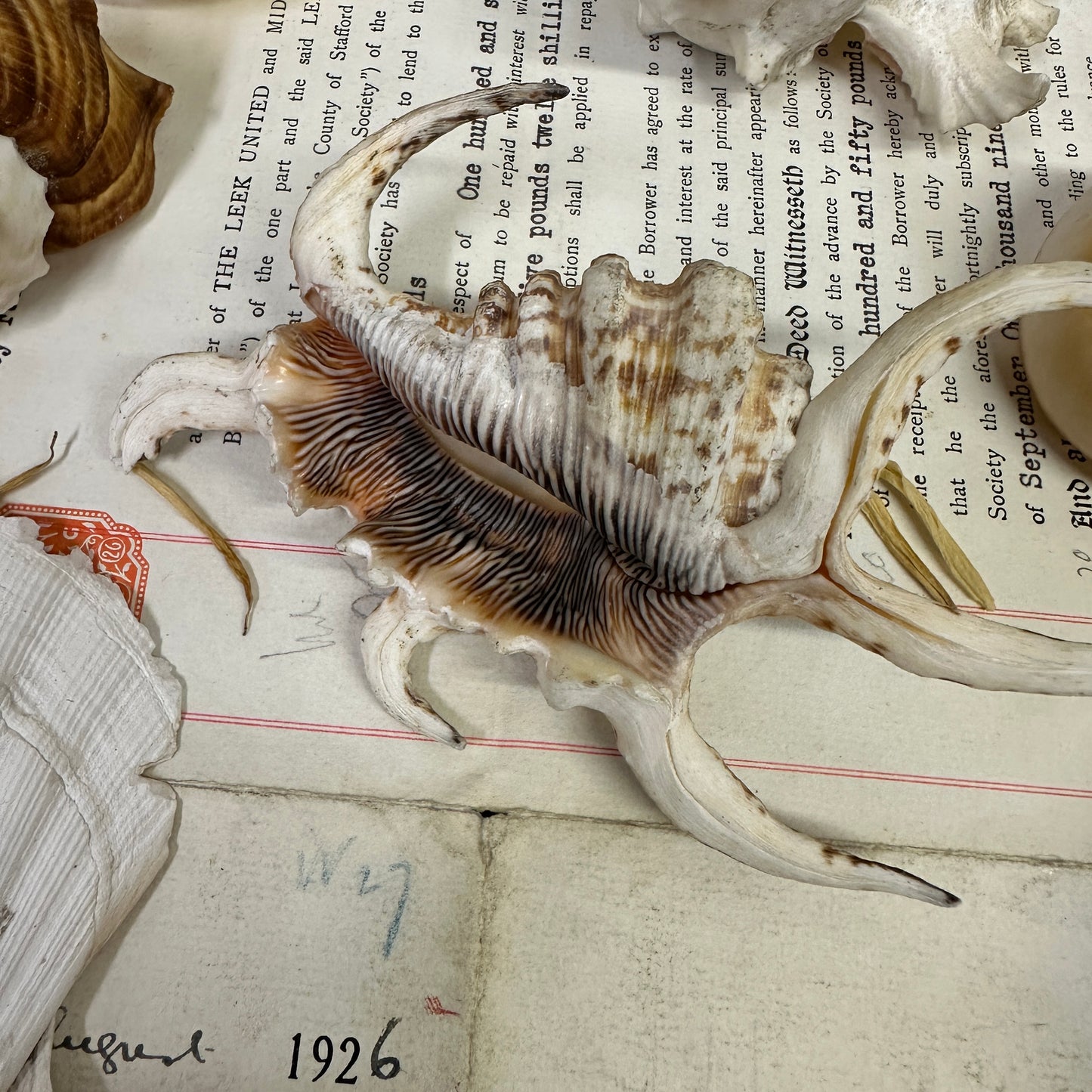 Collection Vintage Seashells B - The Blind Mole