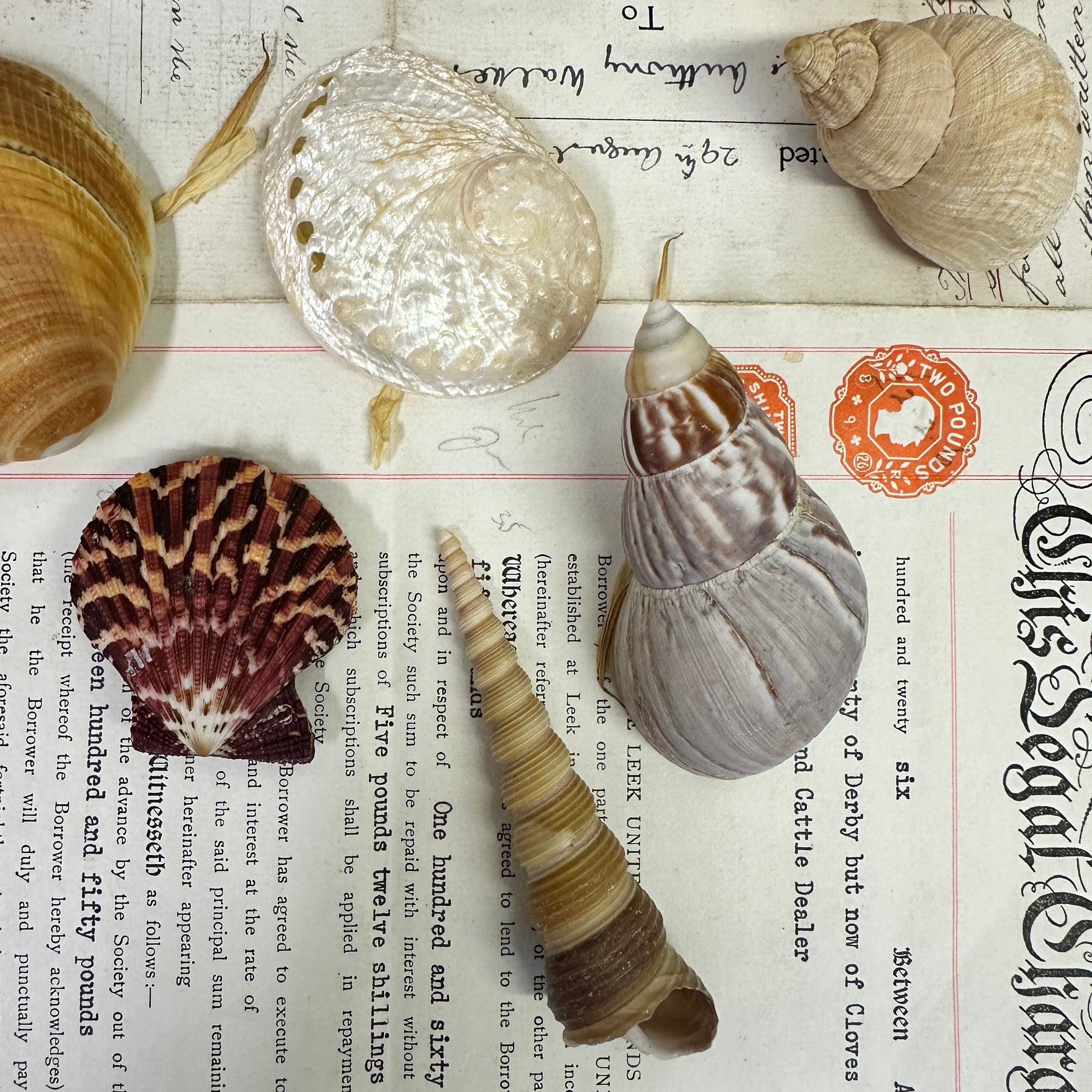 Collection Vintage Seashells C - The Blind Mole