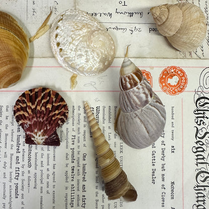 Collection Vintage Seashells C - The Blind Mole