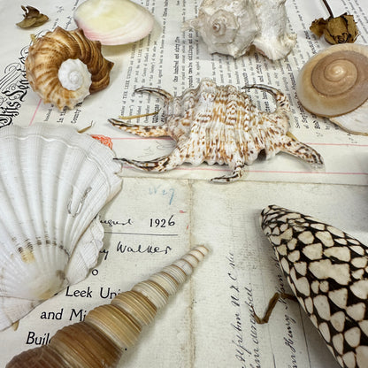 Collection Vintage Seashells B - The Blind Mole