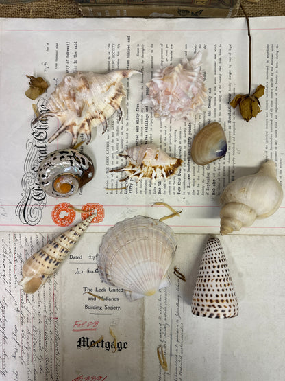 Collection Vintage Seashells A - The Blind Mole