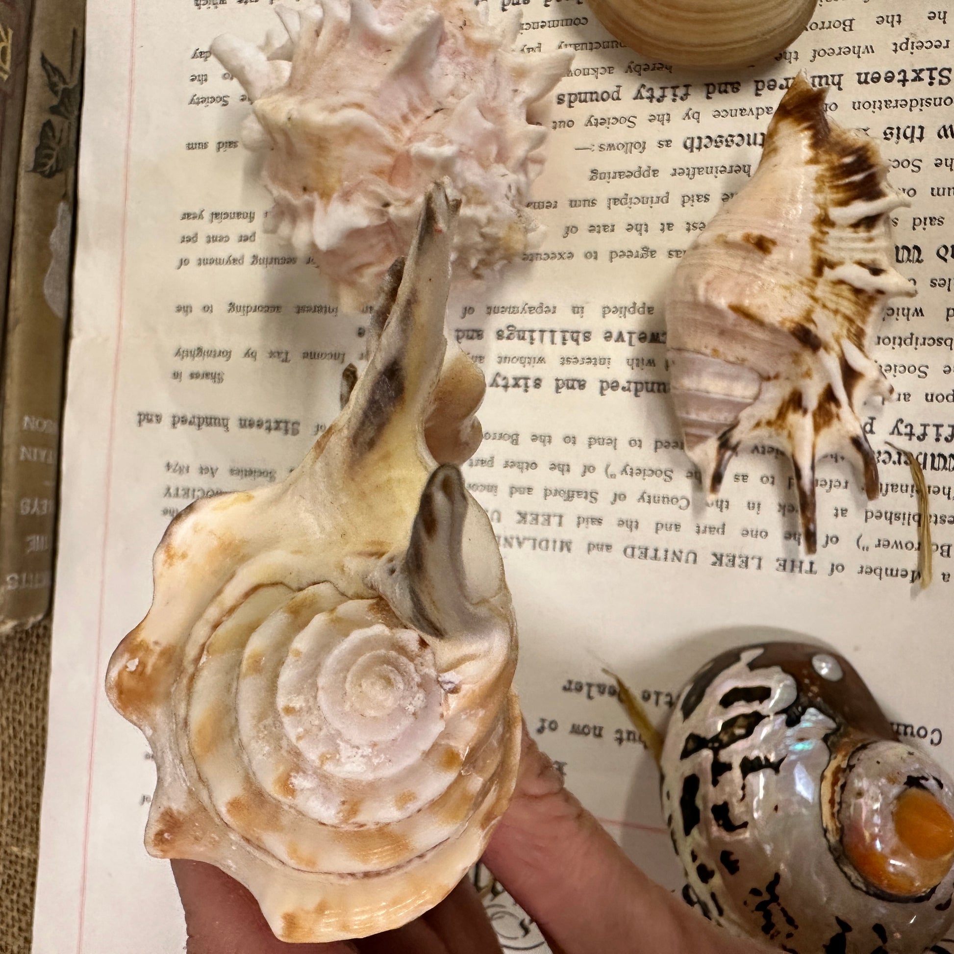 Collection Vintage Seashells A - The Blind Mole