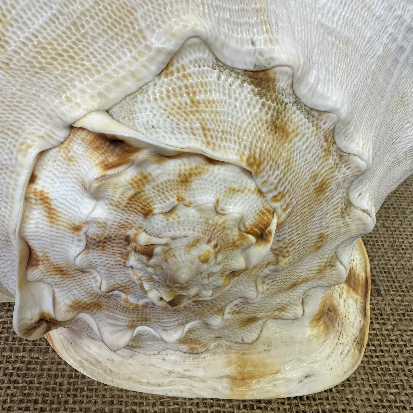 Antique Horned Queen Conch Shell - The Blind Mole