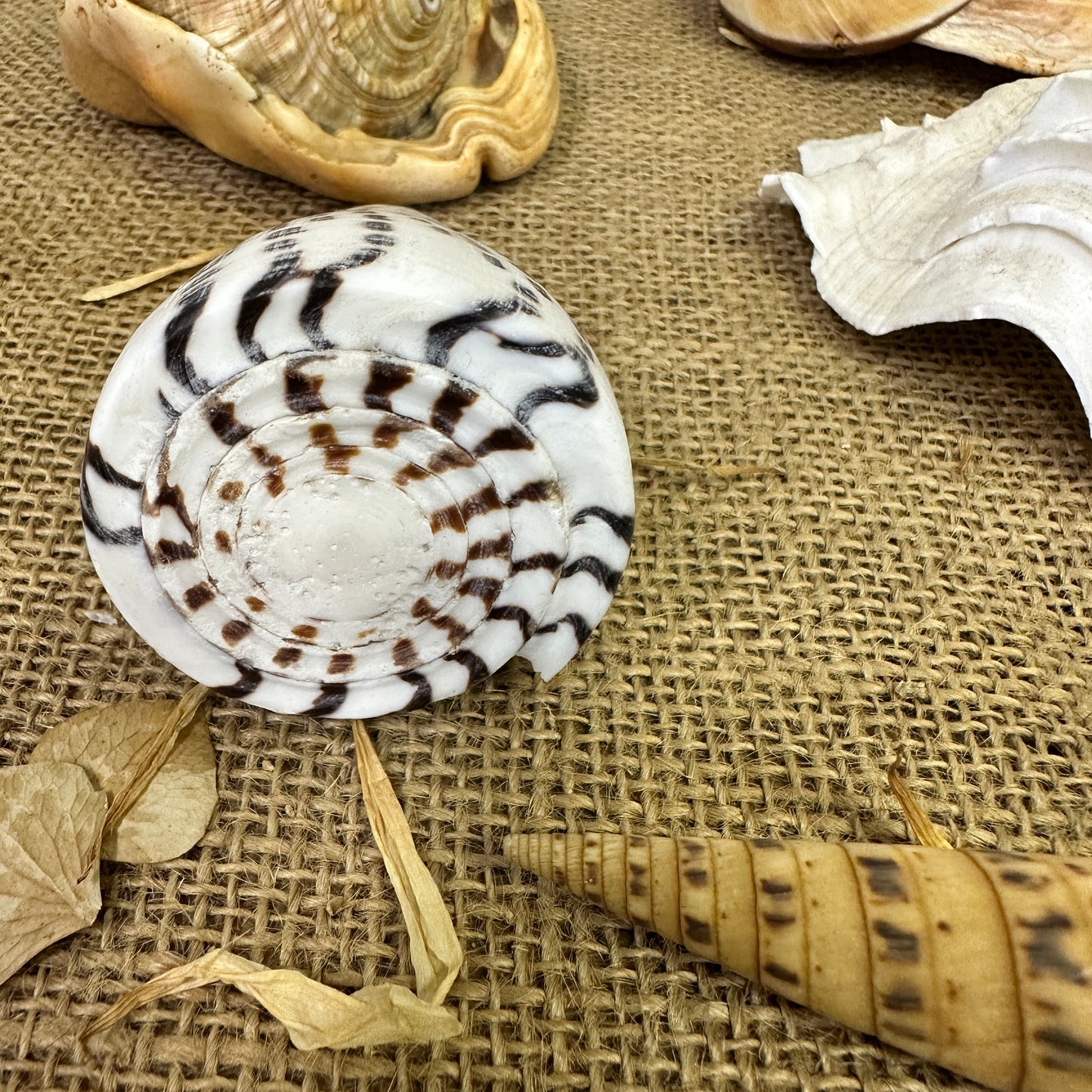 Collection Vintage Seashells D - The Blind Mole