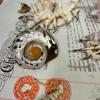 Collection Vintage Seashells A - The Blind Mole