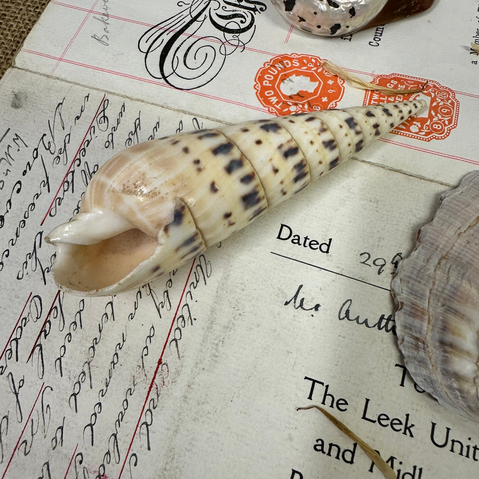 Collection Vintage Seashells A - The Blind Mole