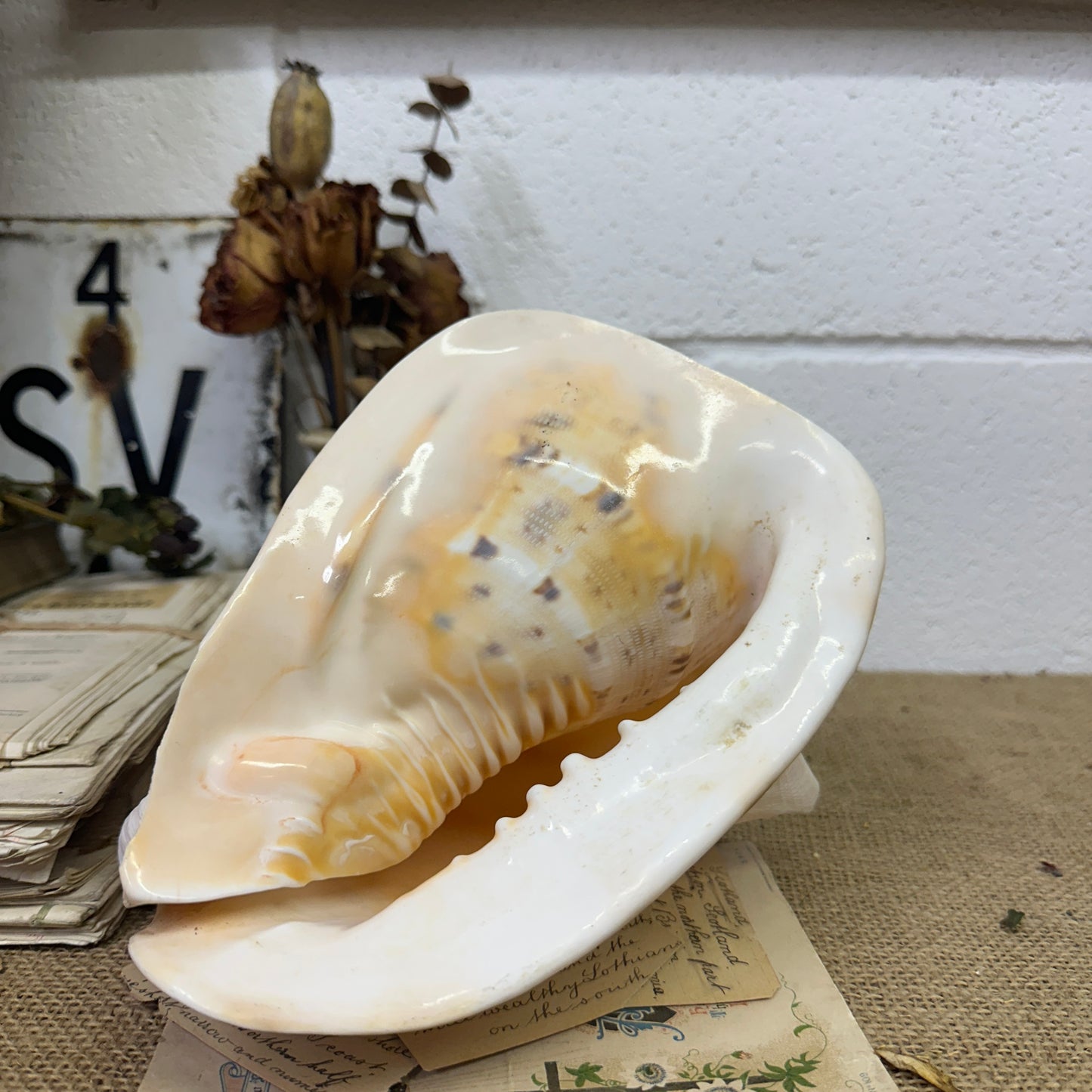 Antique Horned Queen Conch Shell - The Blind Mole