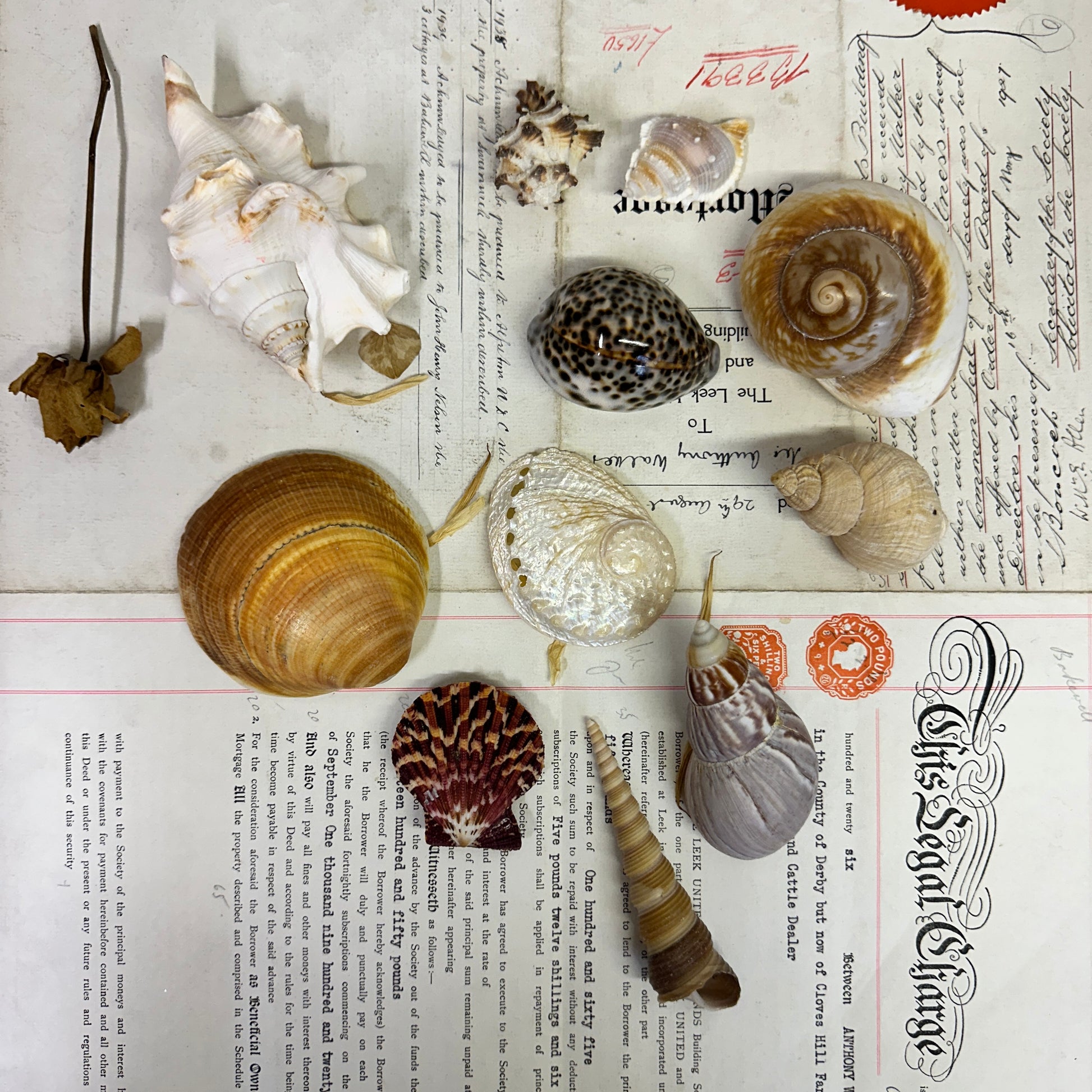 Collection Vintage Seashells C - The Blind Mole