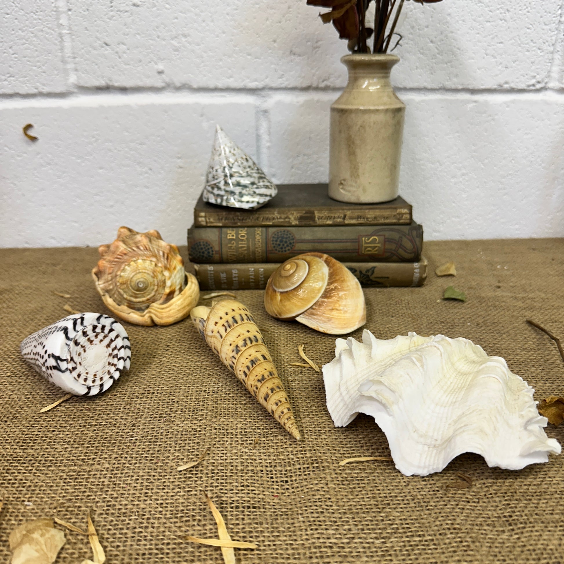 Collection Vintage Seashells D - The Blind Mole