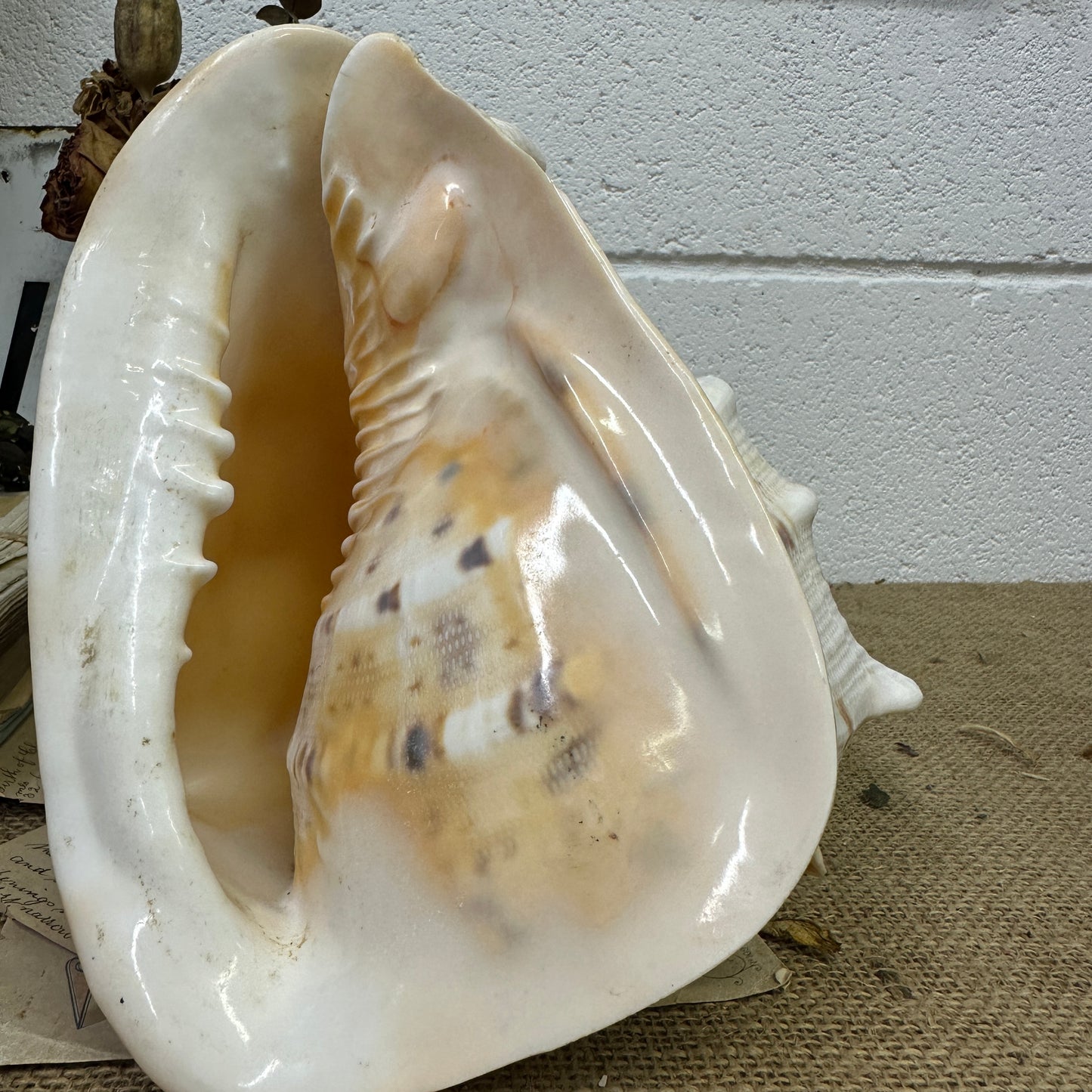 Antique Horned Queen Conch Shell - The Blind Mole
