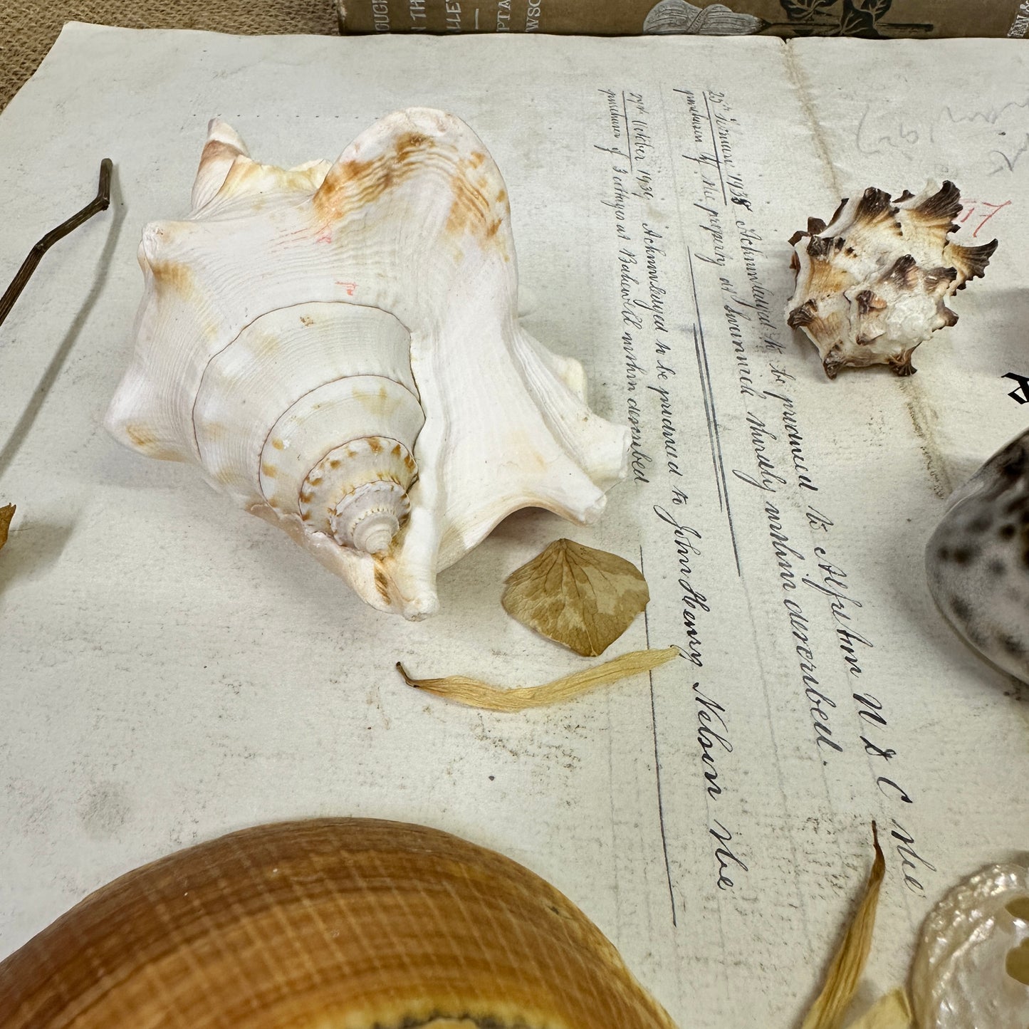 Collection Vintage Seashells C - The Blind Mole