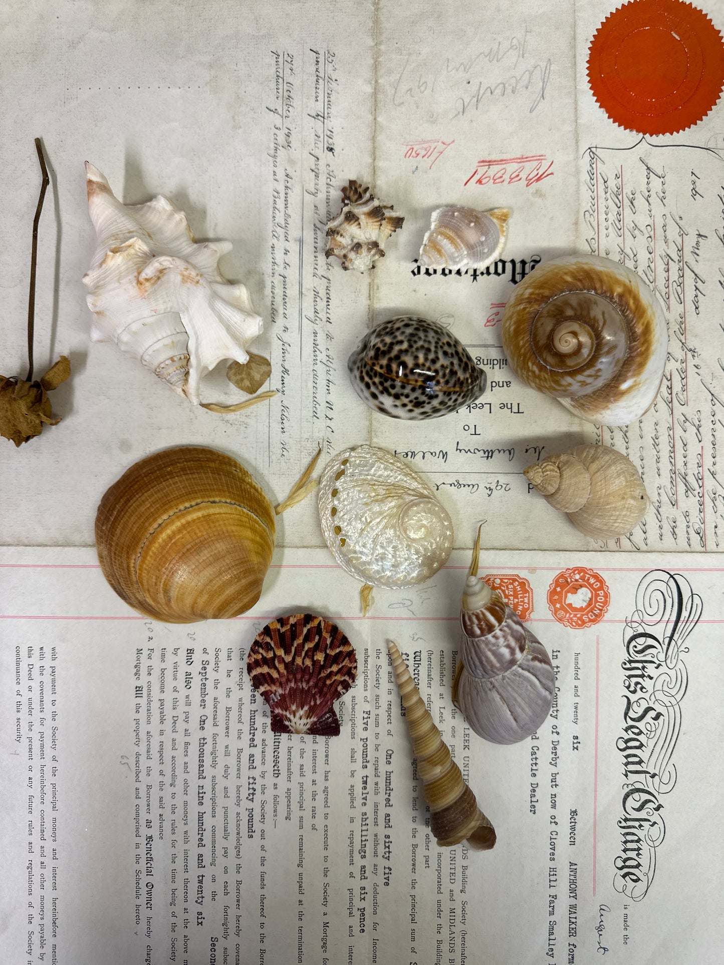 Collection Vintage Seashells C - The Blind Mole
