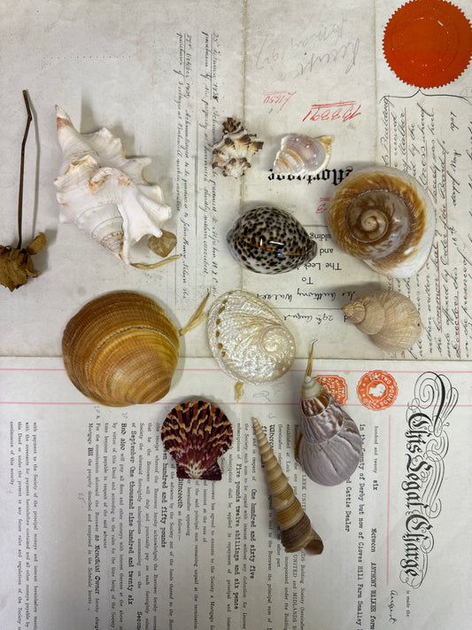 Collection Vintage Seashells C - The Blind Mole