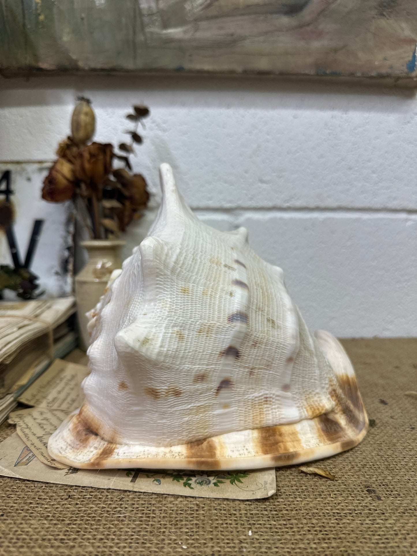 Antique Horned Queen Conch Shell - The Blind Mole