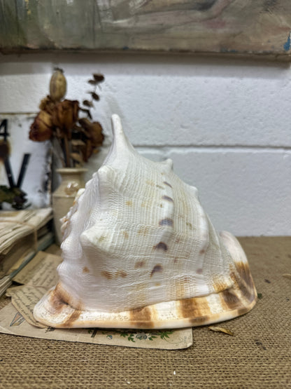 Antique Horned Queen Conch Shell - The Blind Mole