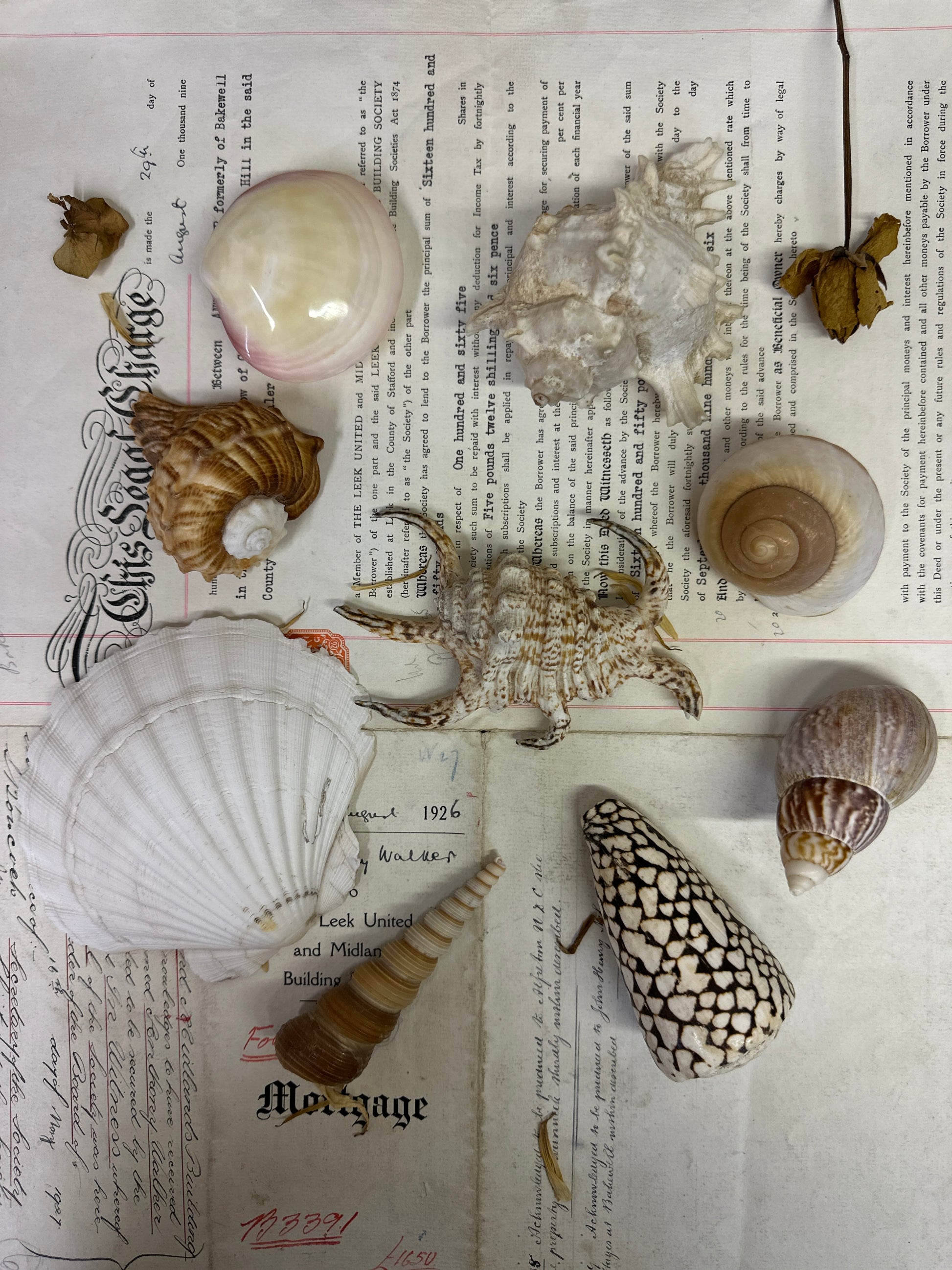 Collection Vintage Seashells B - The Blind Mole