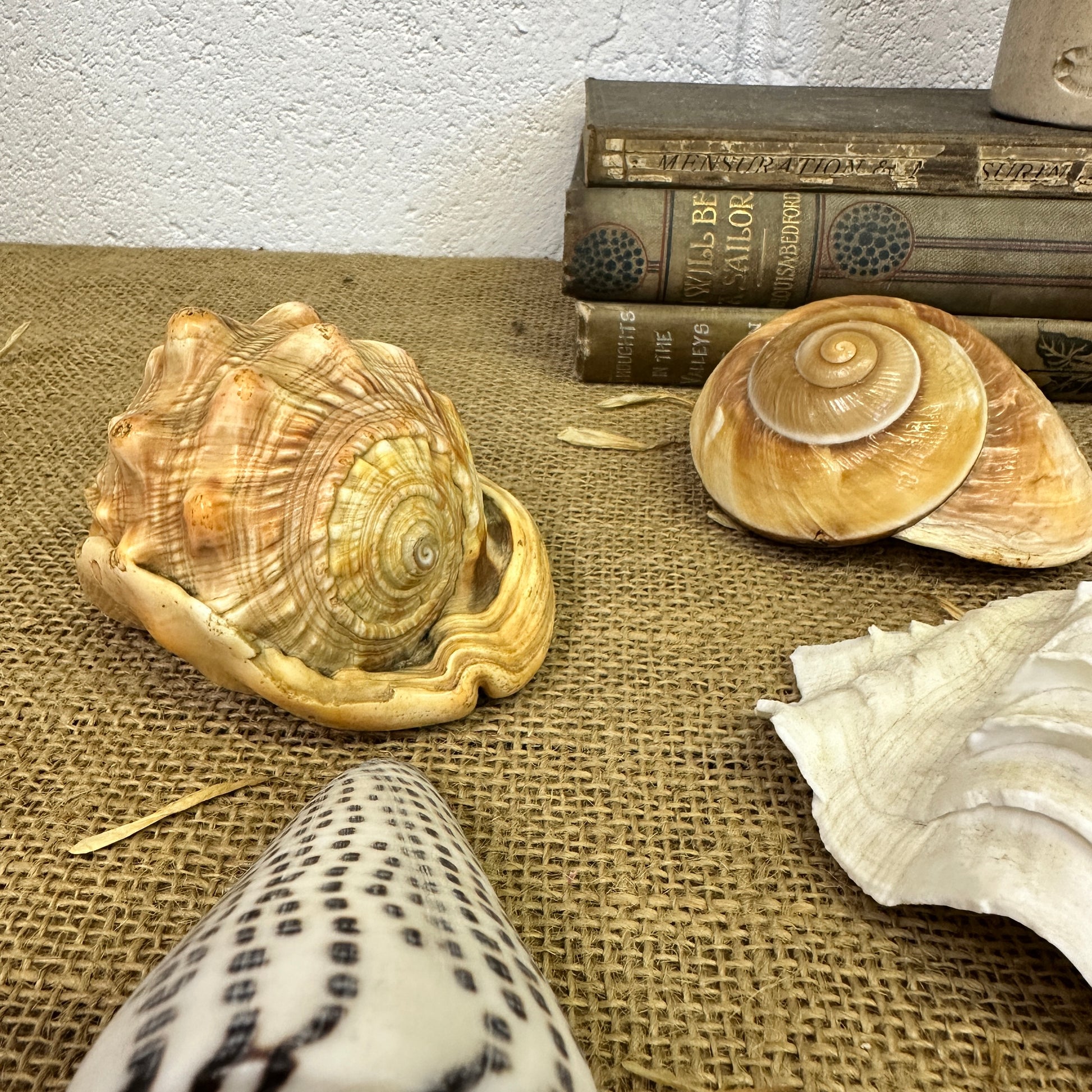 Collection Vintage Seashells D - The Blind Mole