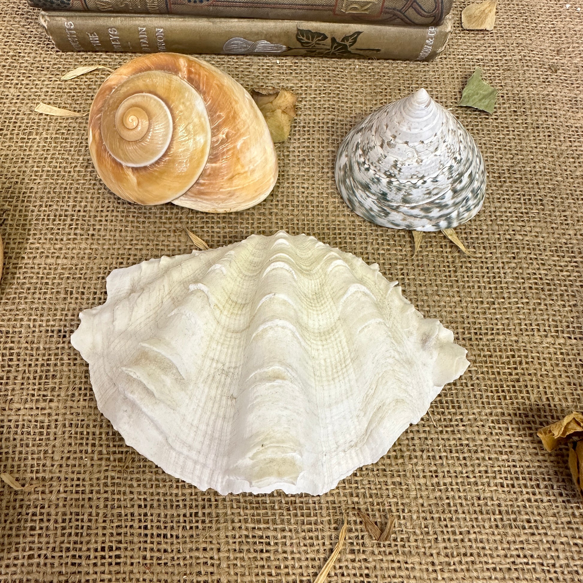 Collection Vintage Seashells D - The Blind Mole