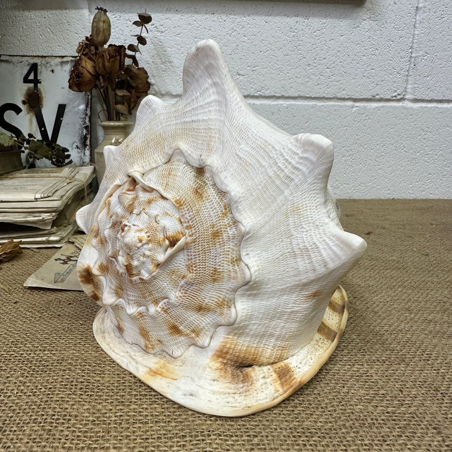 Antique Horned Queen Conch Shell - The Blind Mole