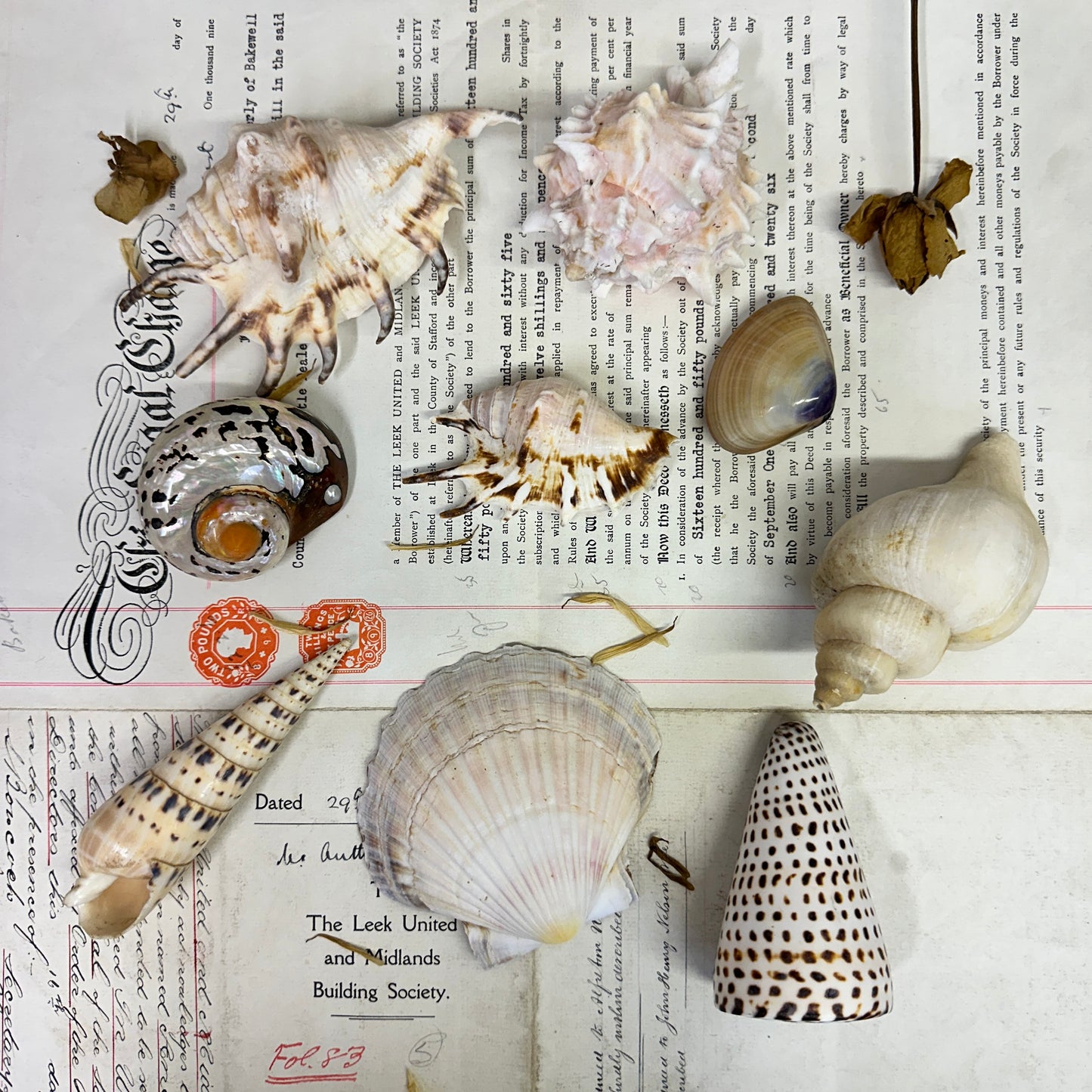 Collection Vintage Seashells A - The Blind Mole