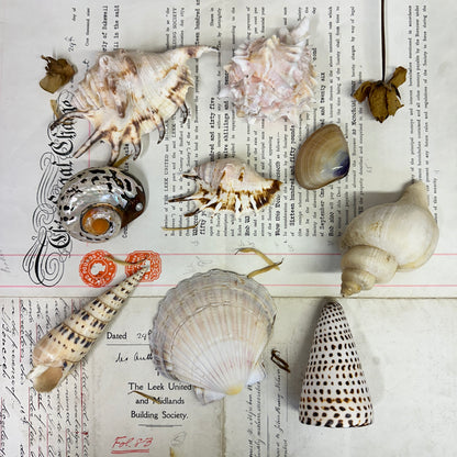 Collection Vintage Seashells A - The Blind Mole