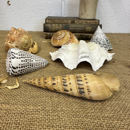 Collection Vintage Seashells D - The Blind Mole