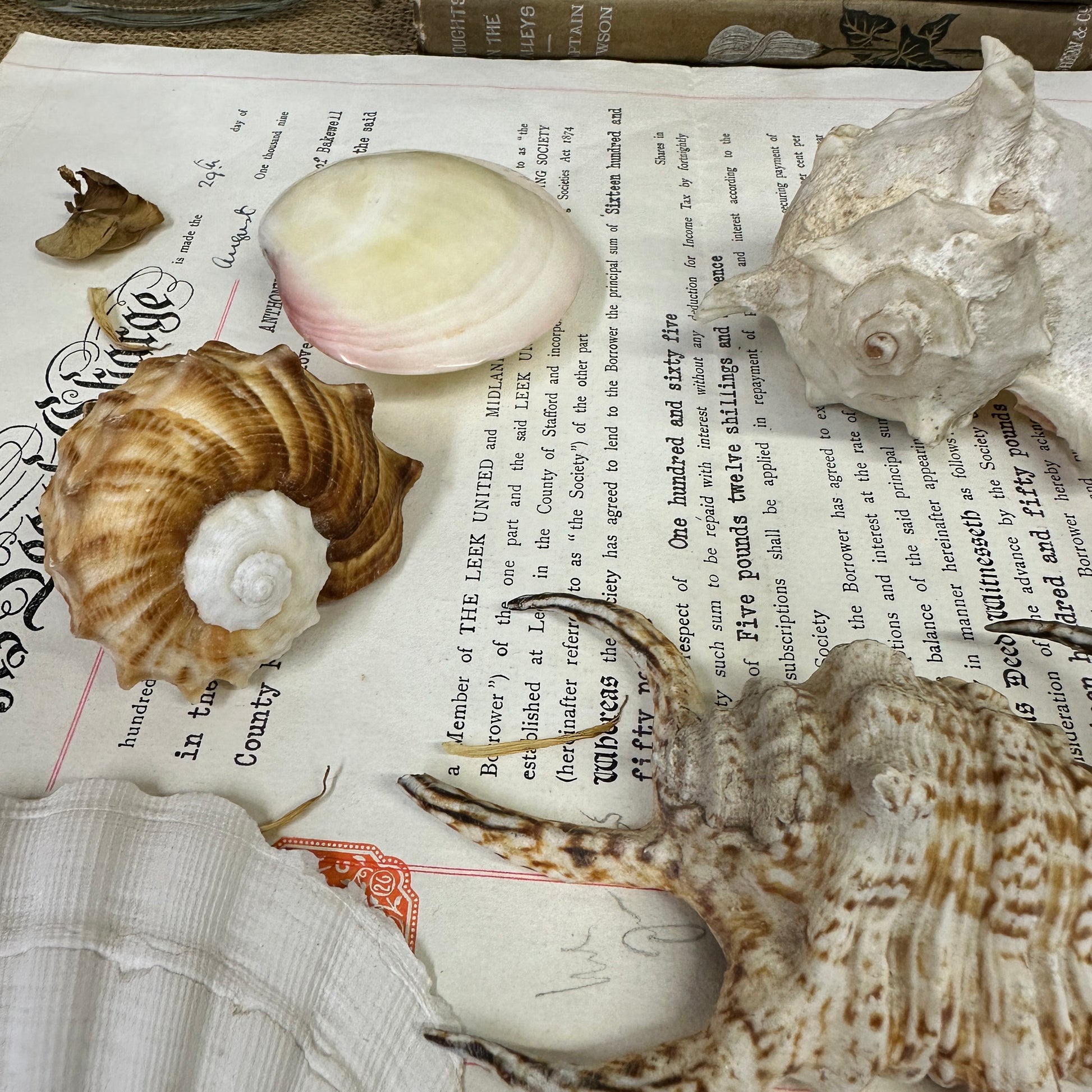 Collection Vintage Seashells B - The Blind Mole