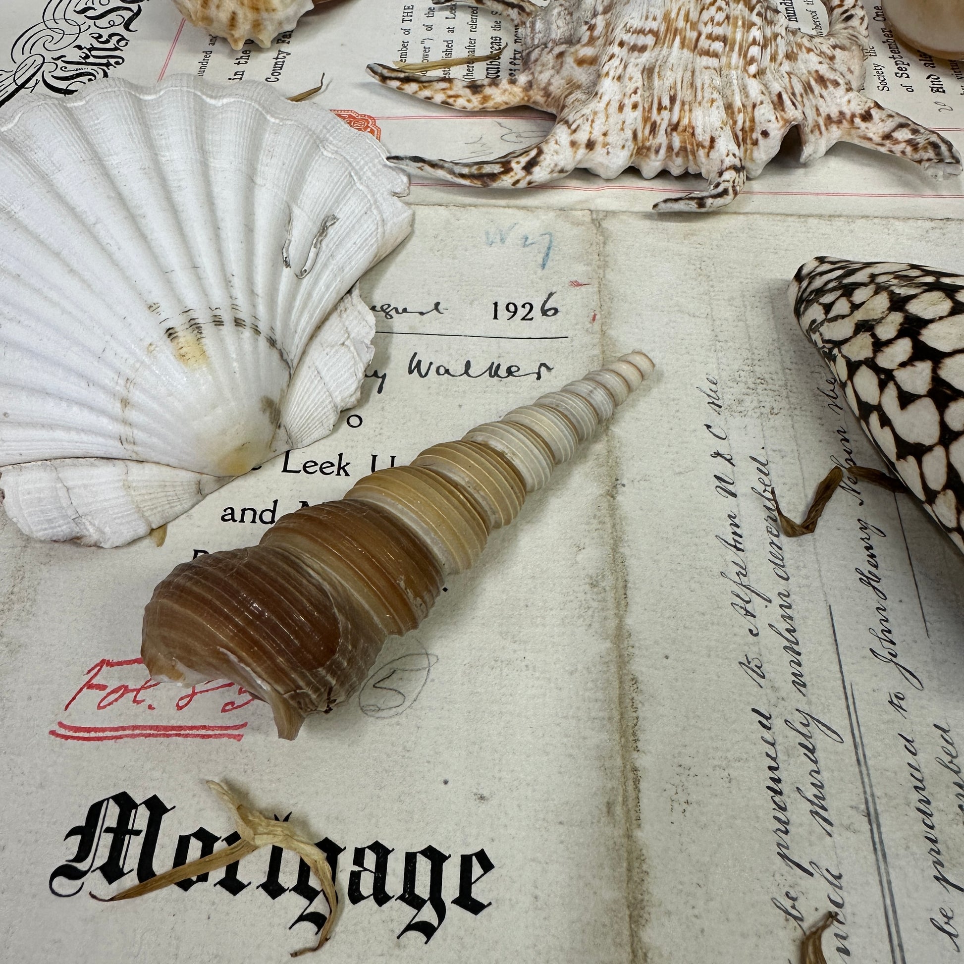 Collection Vintage Seashells B - The Blind Mole