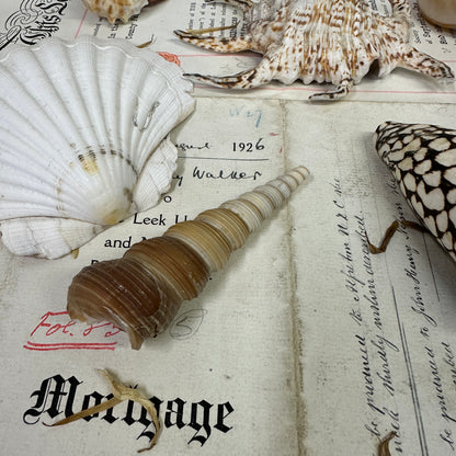 Collection Vintage Seashells B - The Blind Mole