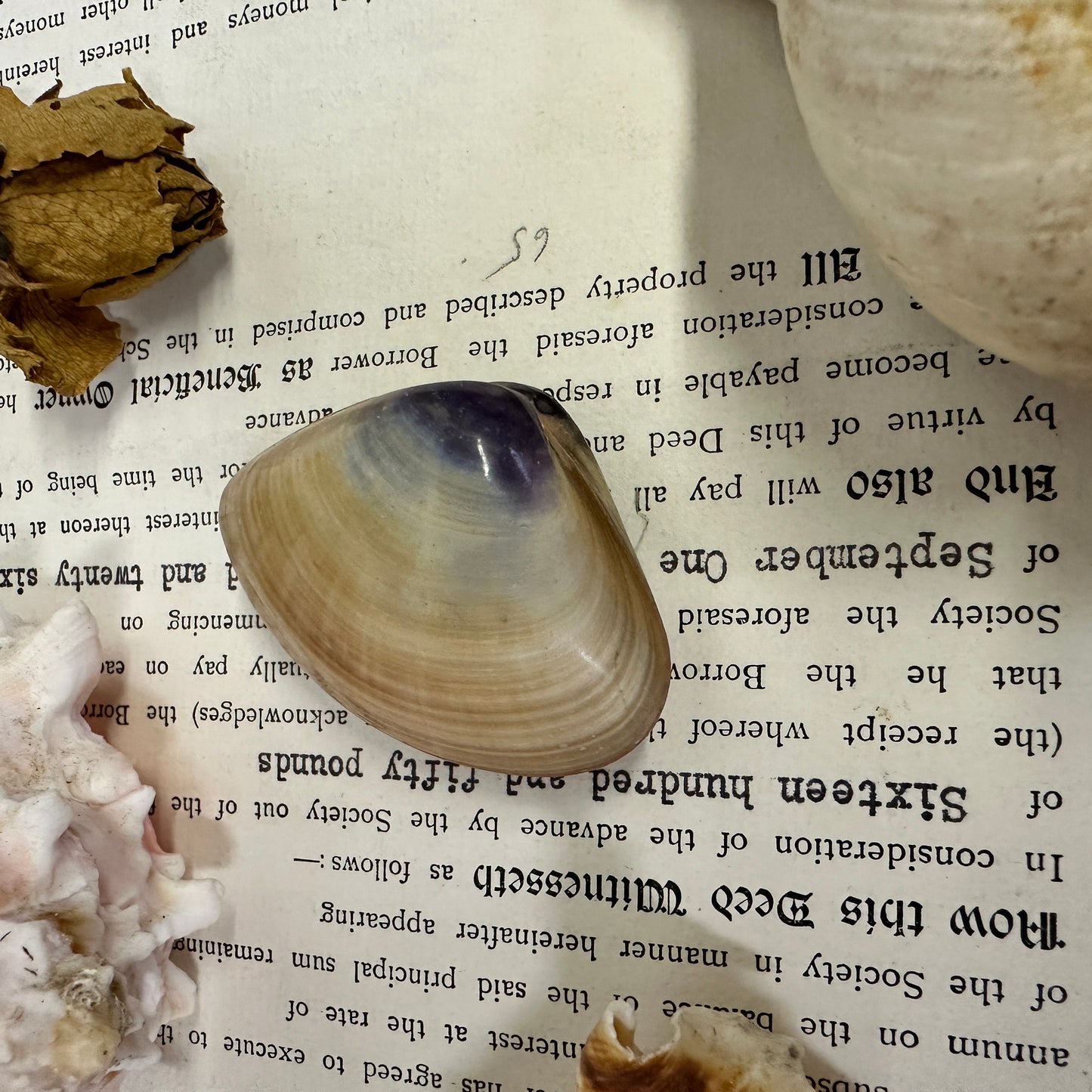 Collection Vintage Seashells A - The Blind Mole