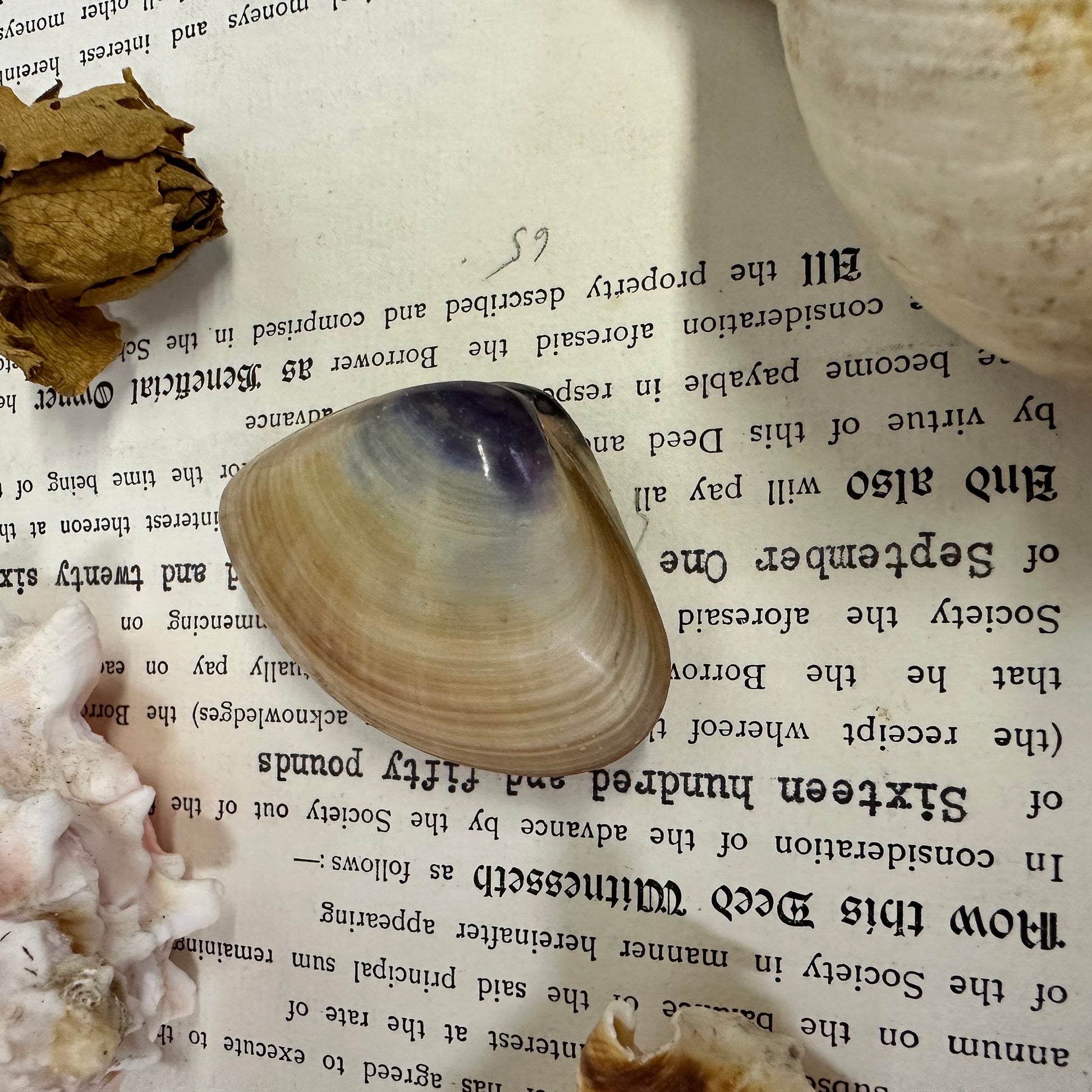 Collection Vintage Seashells A - The Blind Mole