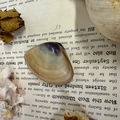 Collection Vintage Seashells A - The Blind Mole