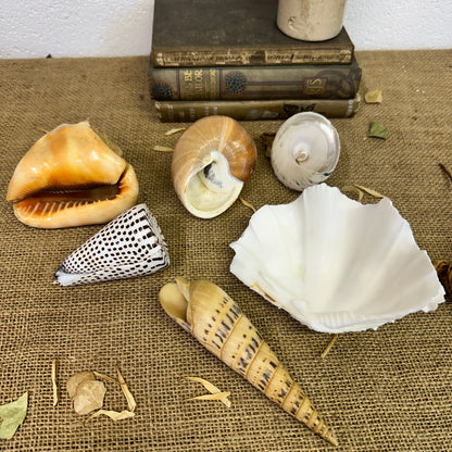 Collection Vintage Seashells D - The Blind Mole