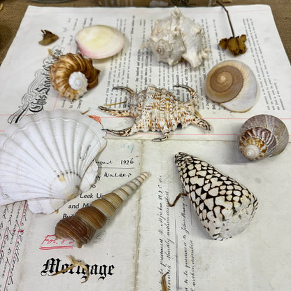 Collection Vintage Seashells B - The Blind Mole