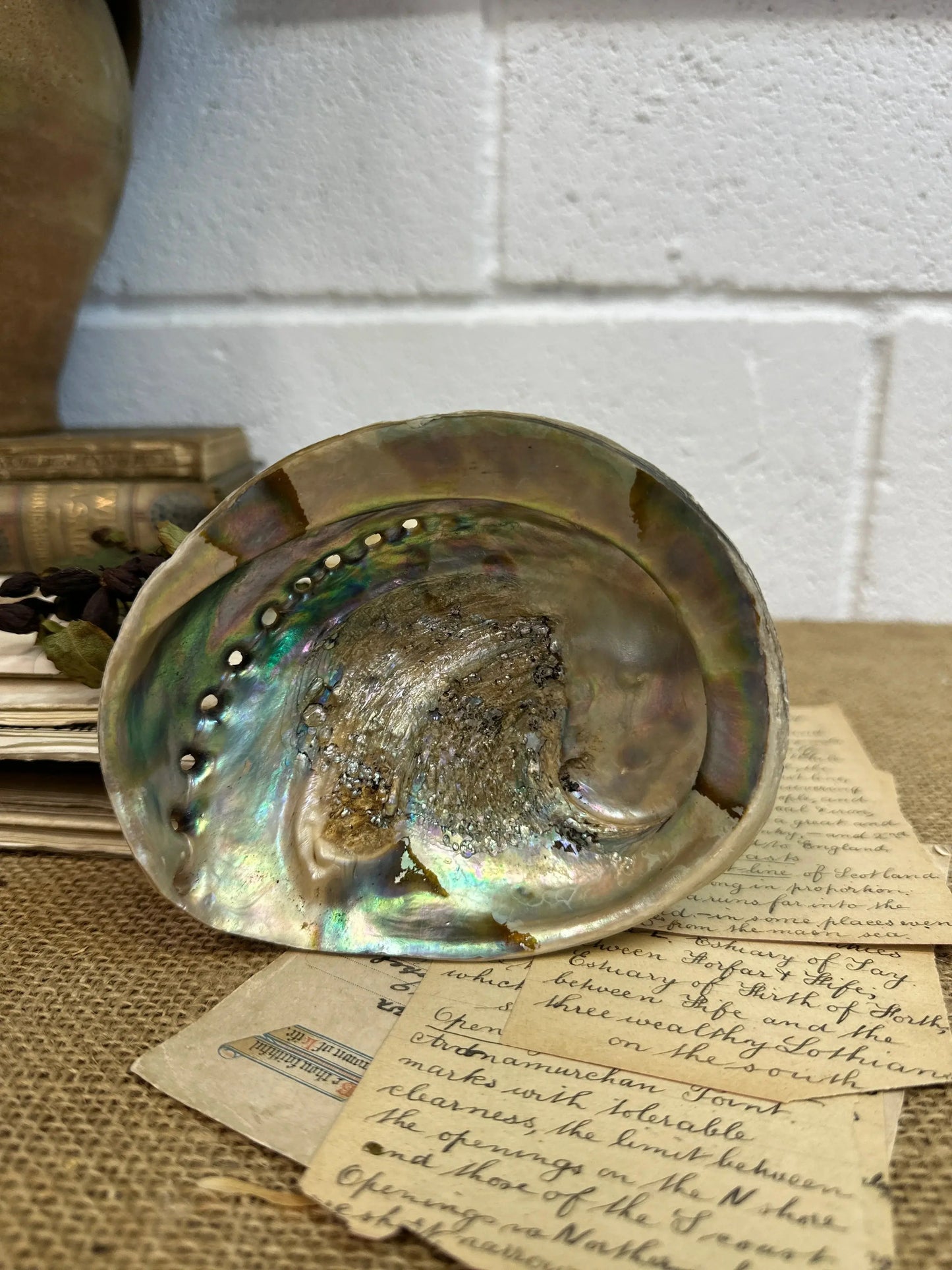 Iridescent Abalone Seashell - The Blind Mole