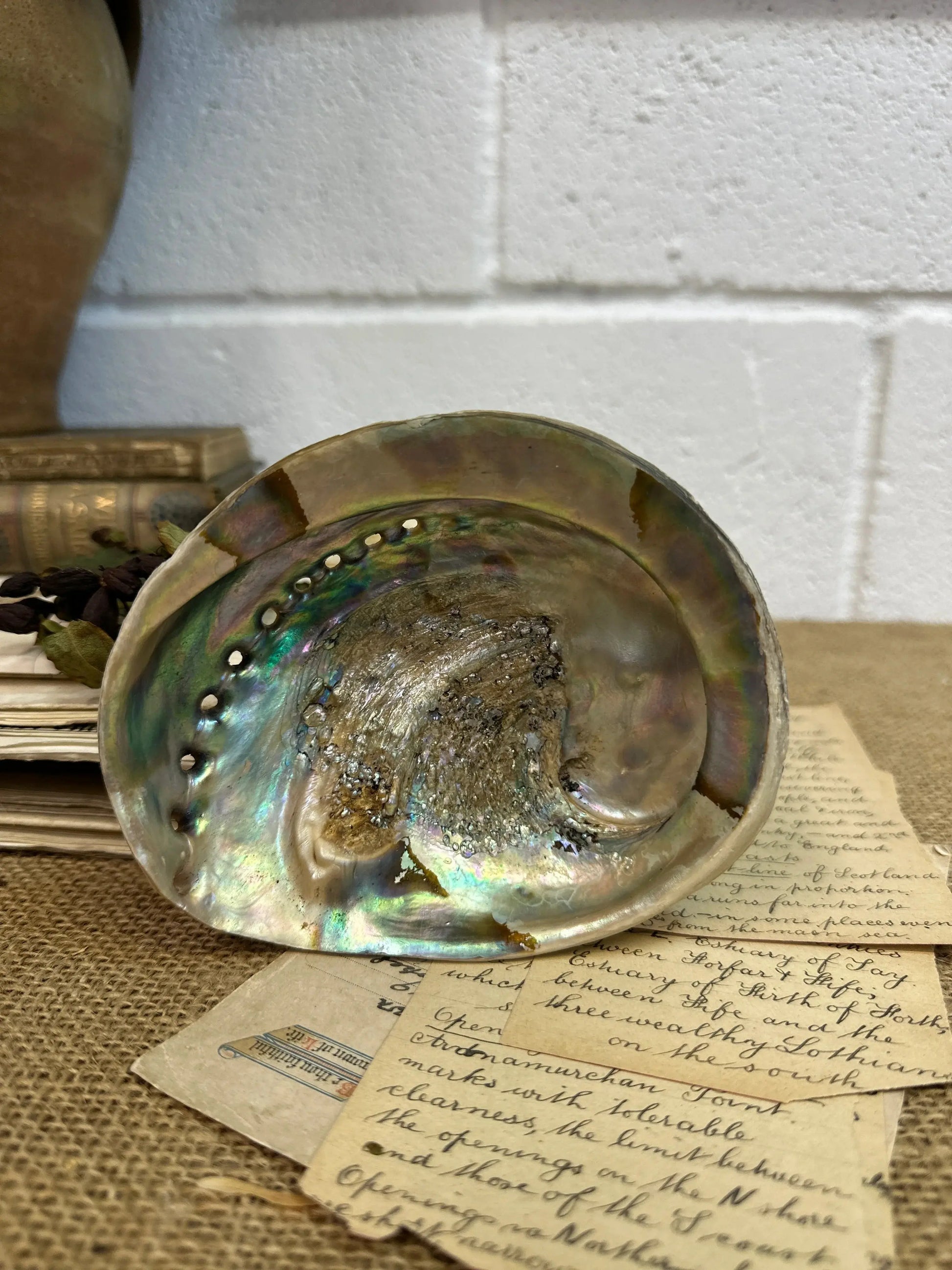 Iridescent Abalone Seashell - The Blind Mole