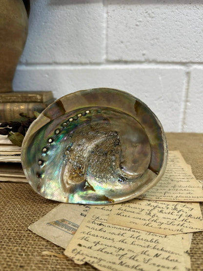 Iridescent Abalone Seashell - The Blind Mole