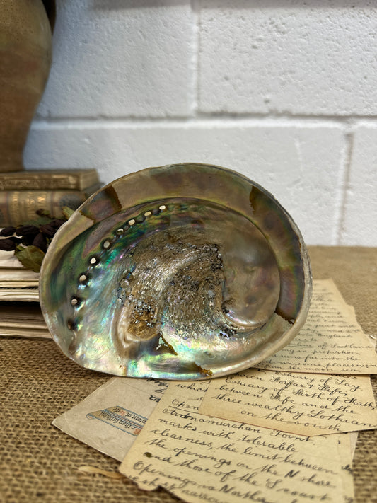 Iridescent Abalone Seashell