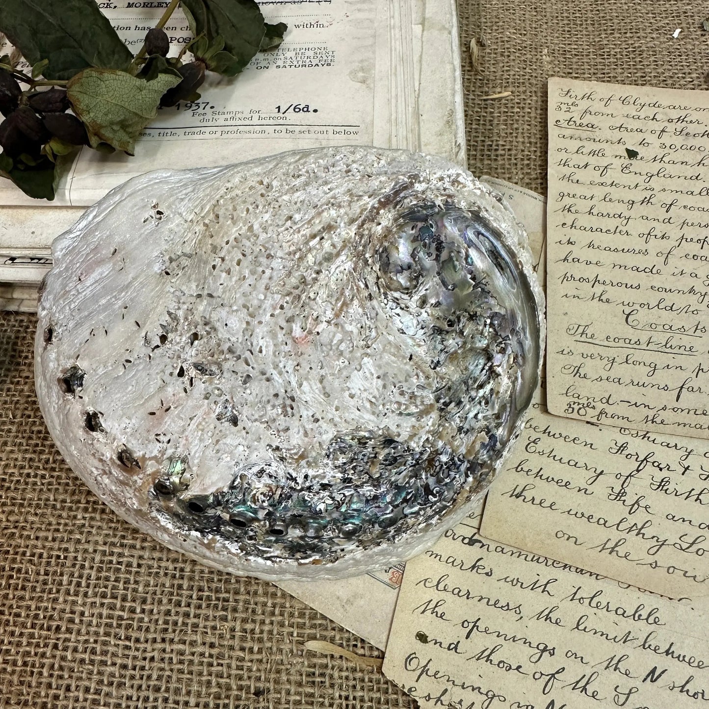 Iridescent Abalone Seashell - The Blind Mole