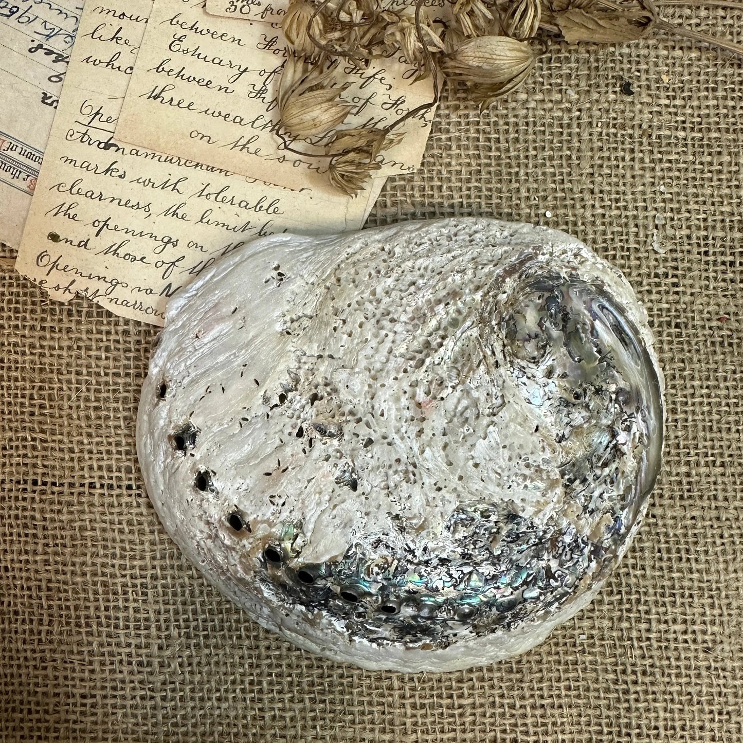 Iridescent Abalone Seashell - The Blind Mole