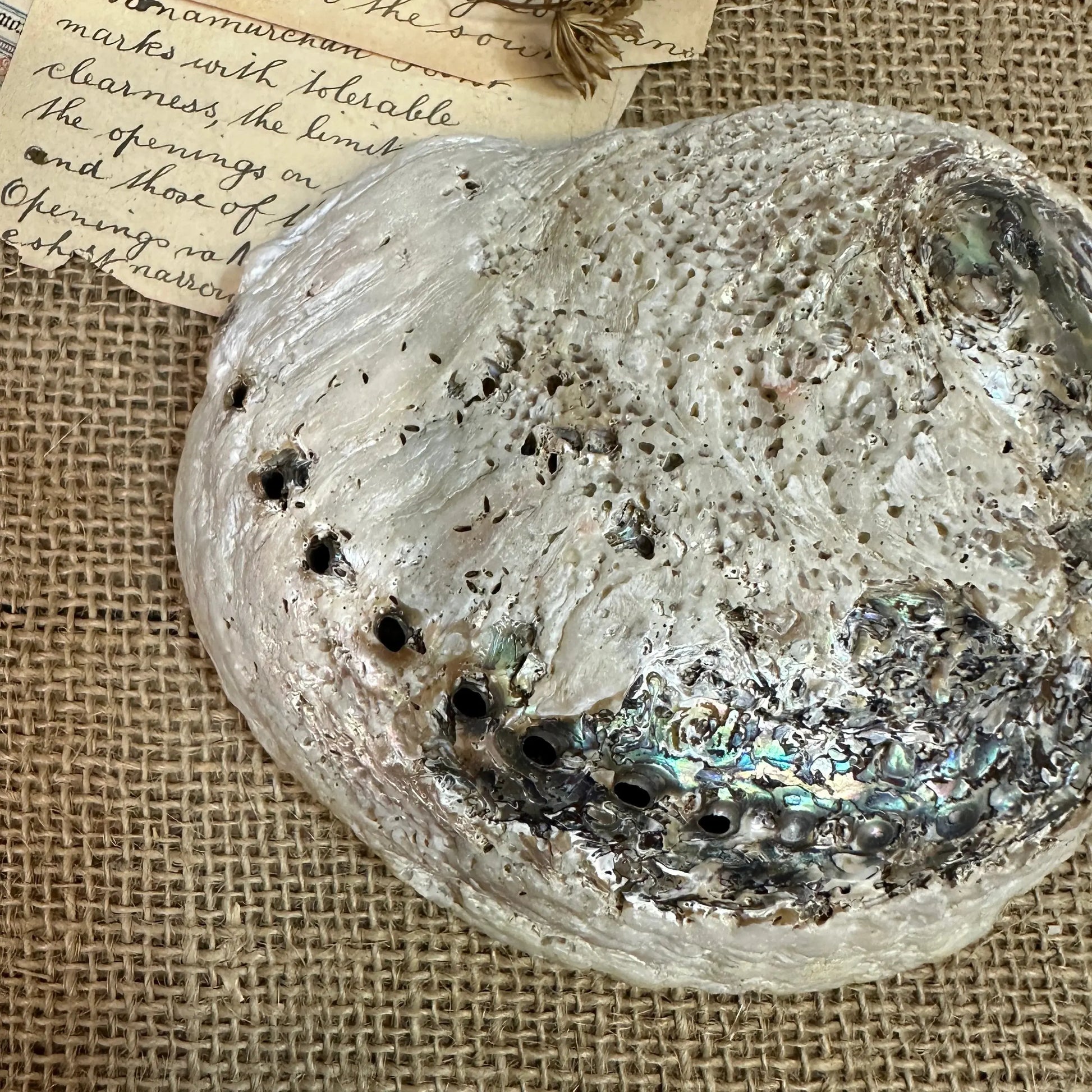 Iridescent Abalone Seashell - The Blind Mole