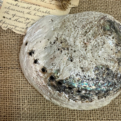 Iridescent Abalone Seashell - The Blind Mole