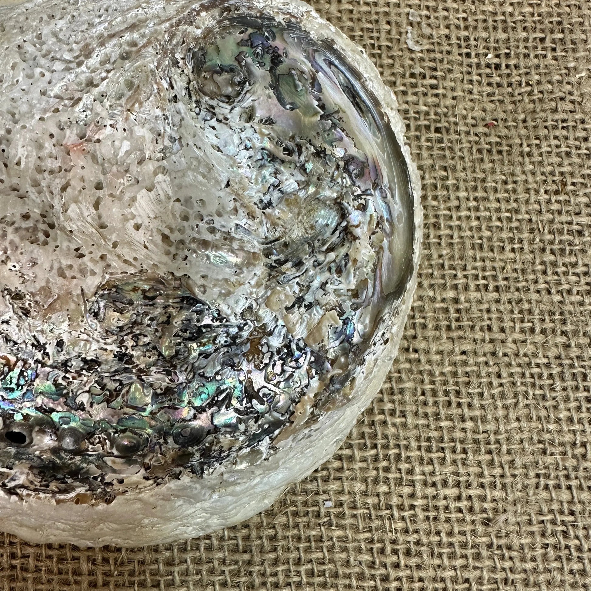 Iridescent Abalone Seashell - The Blind Mole