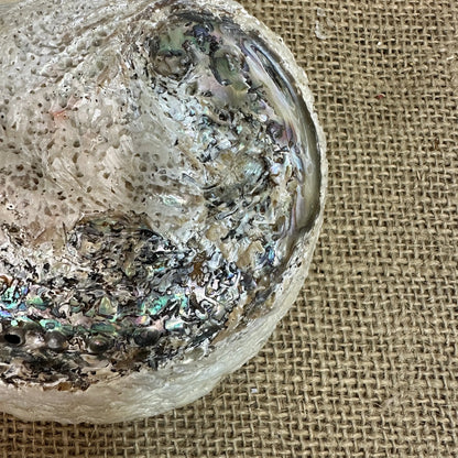 Iridescent Abalone Seashell - The Blind Mole