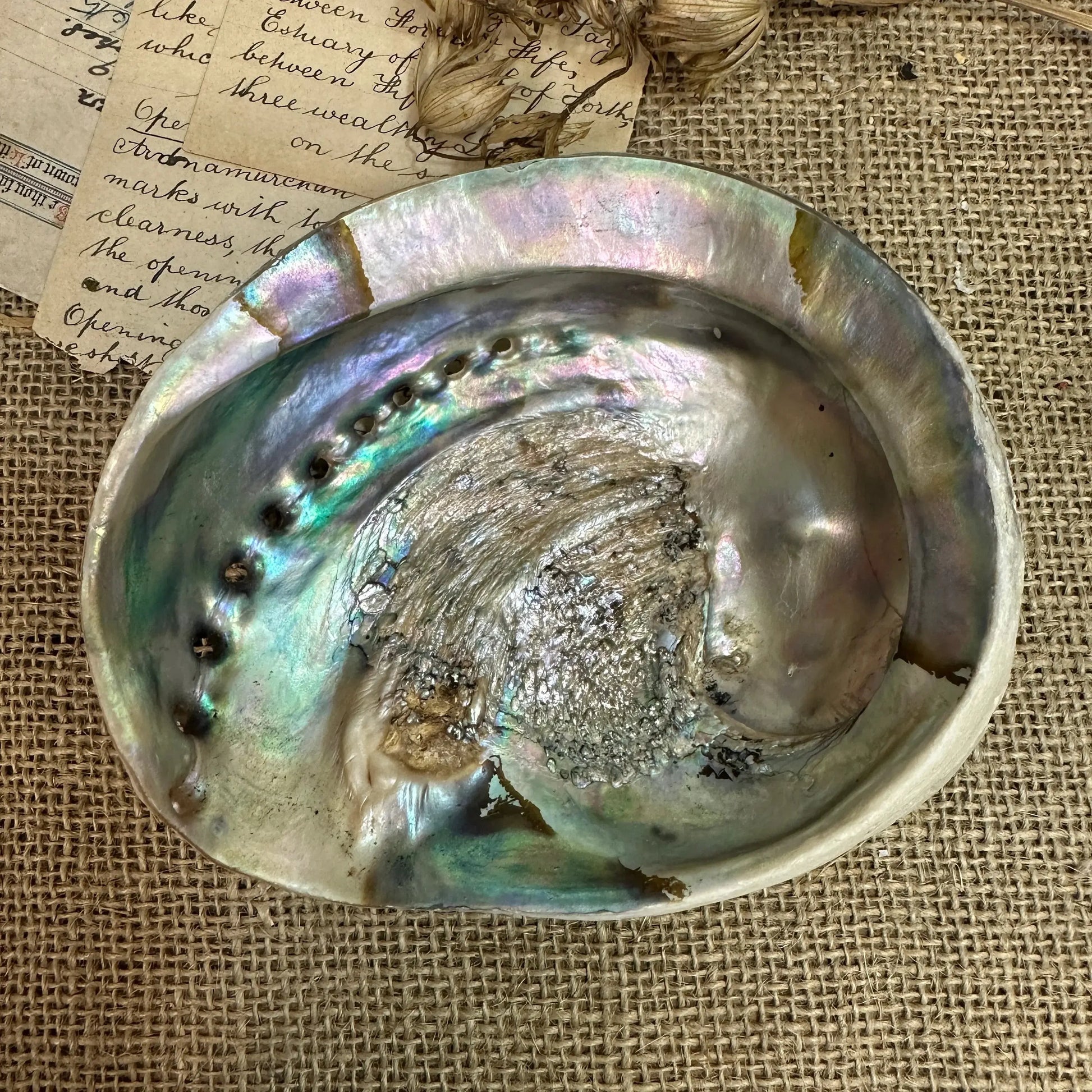 Iridescent Abalone Seashell - The Blind Mole