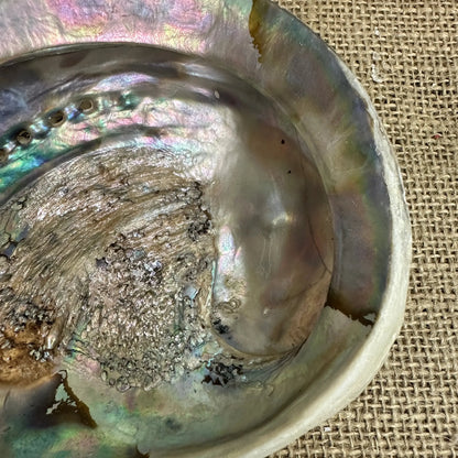 Iridescent Abalone Seashell - The Blind Mole