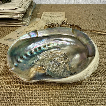 Iridescent Abalone Seashell - The Blind Mole