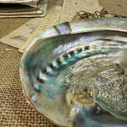 Iridescent Abalone Seashell - The Blind Mole