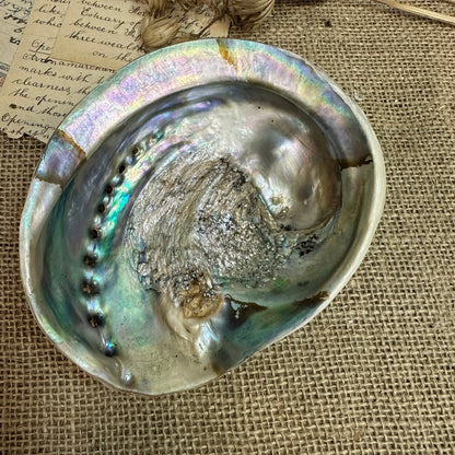 Iridescent Abalone Seashell - The Blind Mole